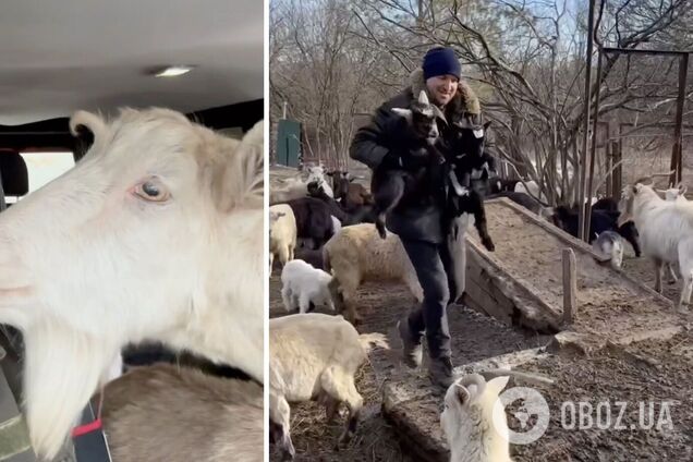 'Операция 'Козы': украинский волонтер организовал эвакуацию из прифронтовой Карловки стада животных. Видео