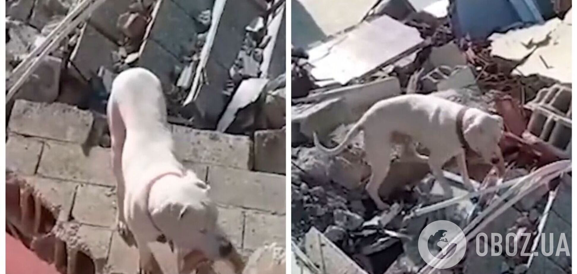 В Турции пес принес хлеб к разрушенному землетрясением дому: он пытается найти хозяина под завалами. Видео