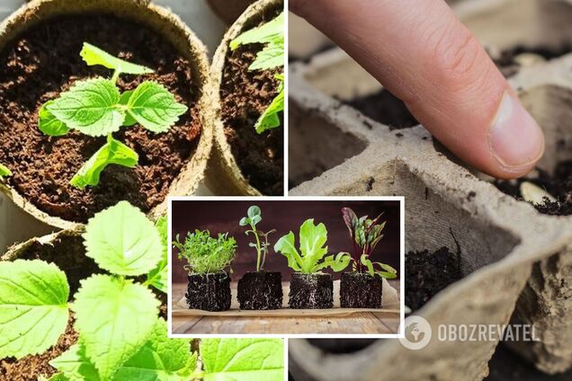 Где лучше выращивать рассаду: о пластиковых ящиках лучше забыть