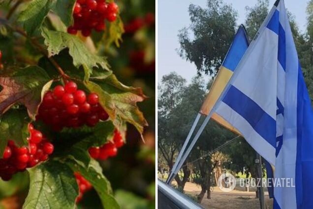 'Ой у лузі червона калина' на івриті шириться мережею: українці в захваті. Відео
