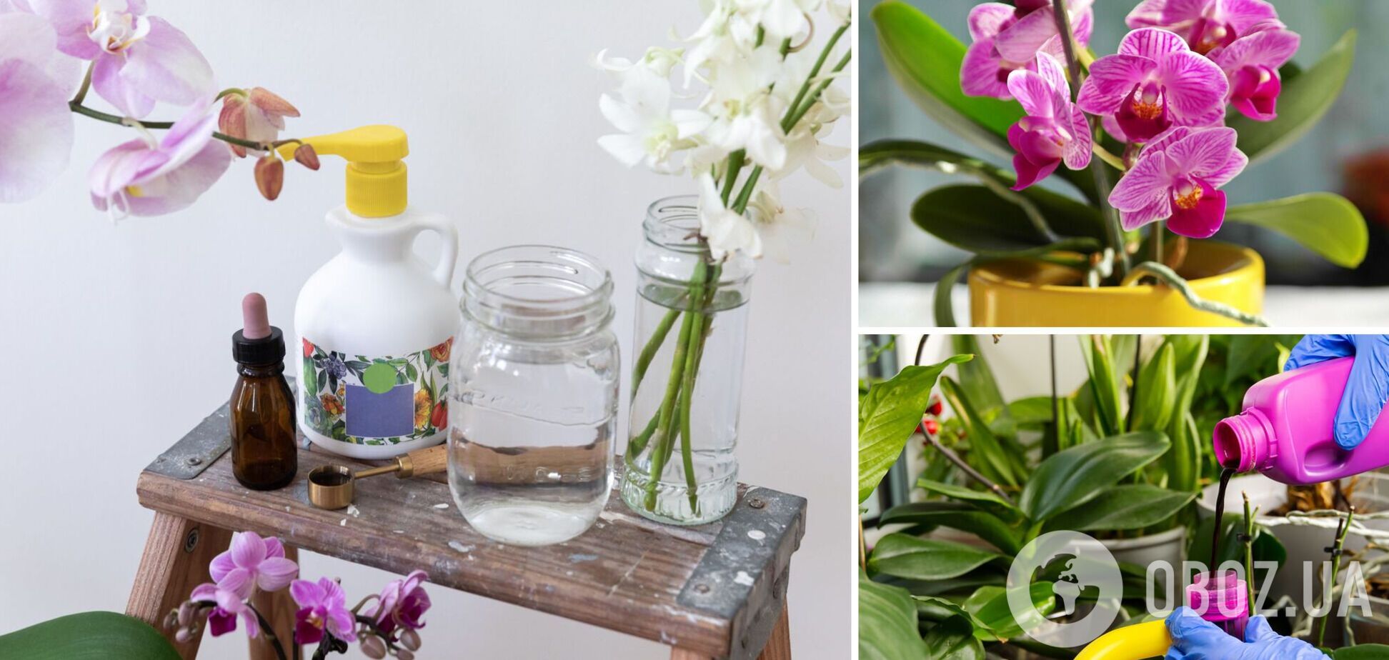 Чим категорично не можна підживлювати орхідею: заборонені добрива