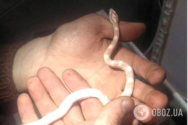 Как змея оказалась в квартире, неизвестно