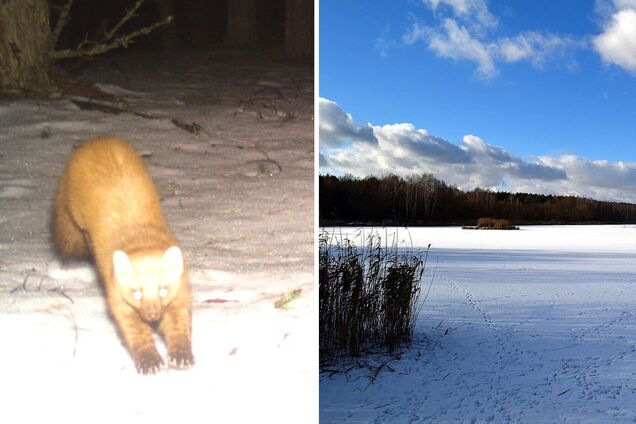 Тварина уникає людських поселень