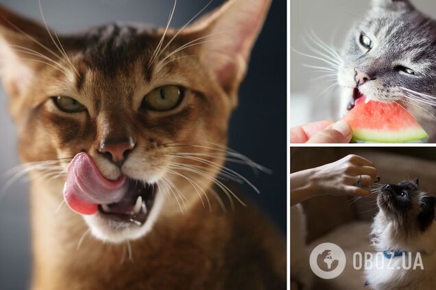 Чем нельзя кормить кошек – какие продукты вызывают болезни у домашних  животных
