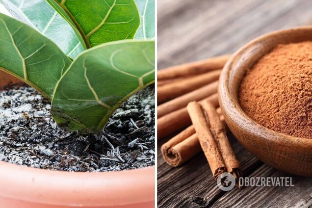 Как избавиться от белой плесени в почве комнатных растений: самое эффективное средство есть у вас на кухне