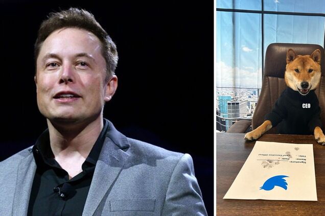 'Новый гендиректор': Илон Маск отдал своей собаке место руководителя Twitter. Фото