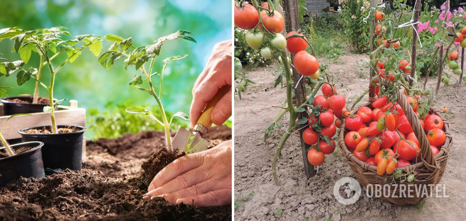 Когда начинать сеять помидоры на рассаду: как добиться хорошего урожая