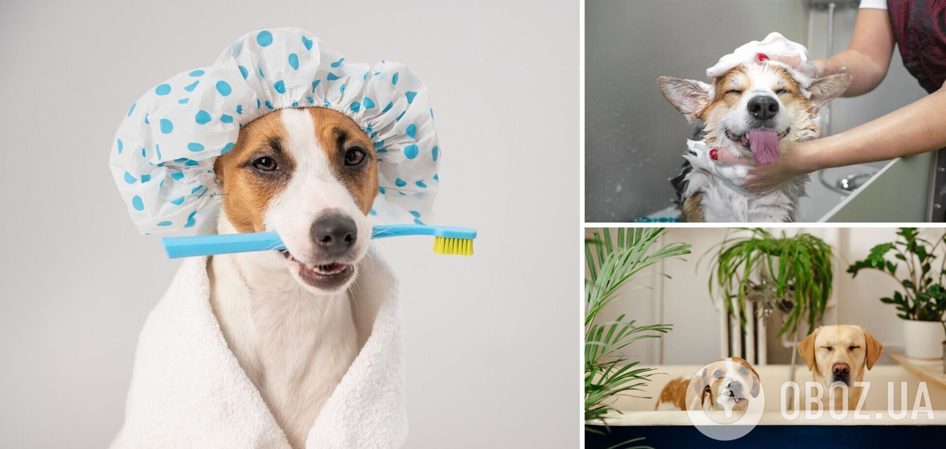 Как правильно купать собаку: советы по частоте процедур и выбору шампуня