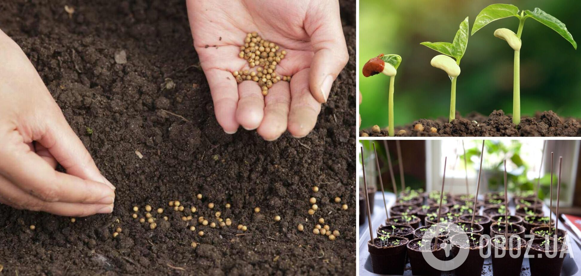 Что следует посеять на рассаду до конца февраля: советы для хорошего урожая