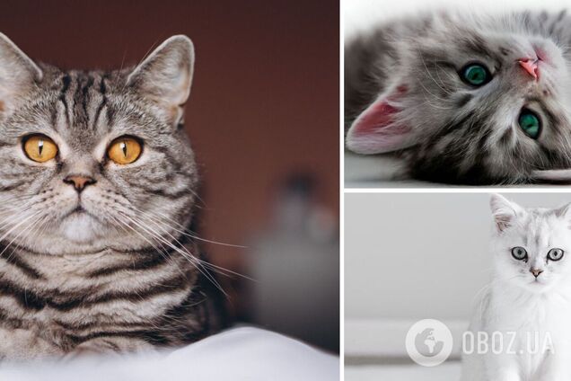 Як оригінально назвати кота: перелік кличок