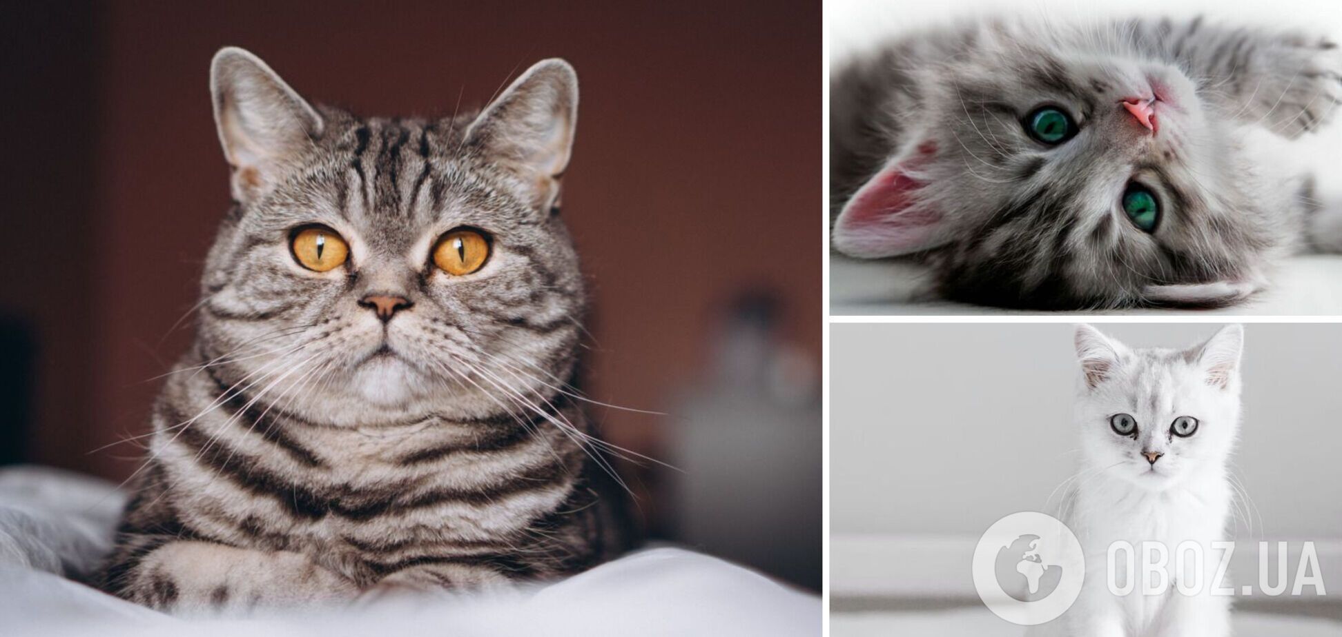 Как назвать кота – перечень кличек для белых, черных и рыжих любимцев |  OBOZ.UA
