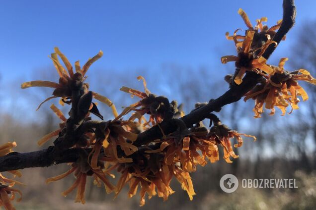 В ботасду начал цвести гамамелис весенний