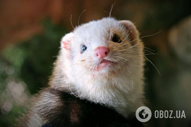 Фретки – одомашненная форма дикого хорька