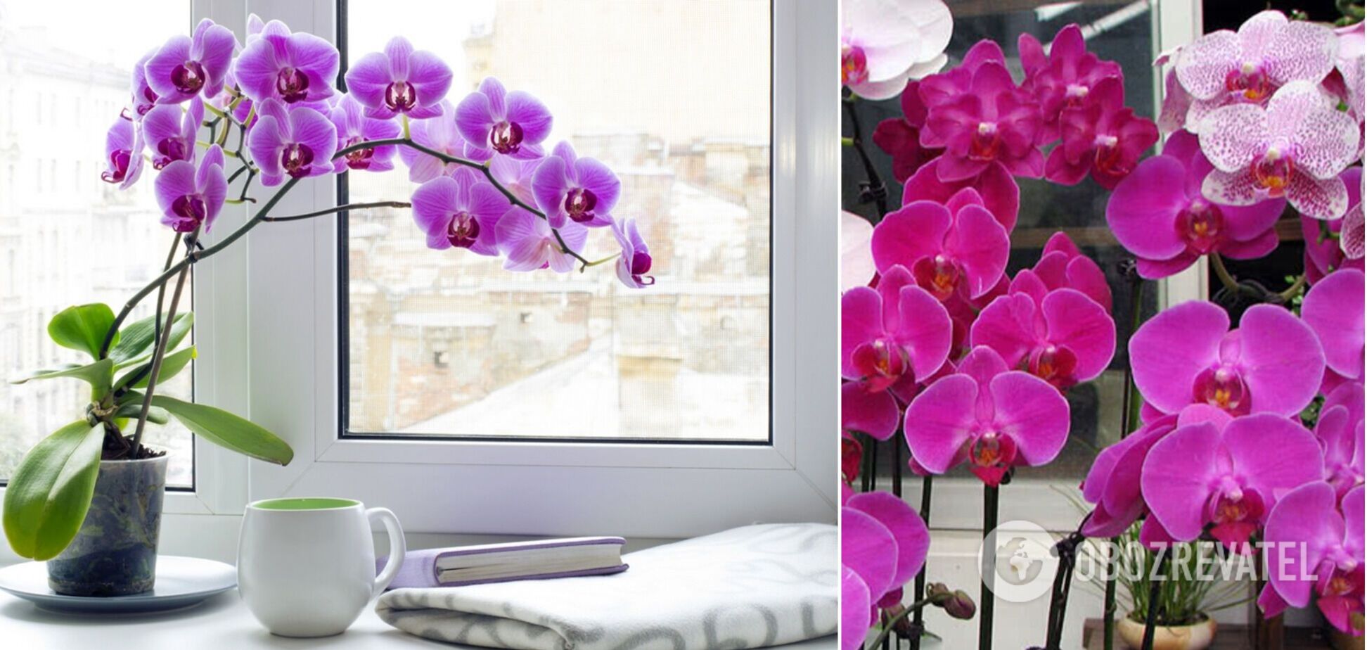 Как разбудить спящие почки орхидеи: экспресс-метод