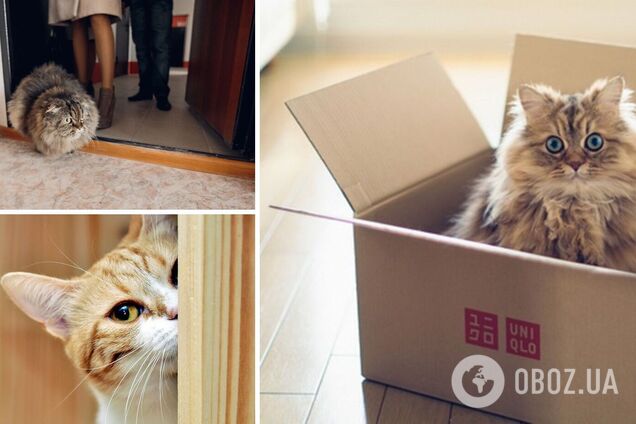 Почему кошку первой пускают в новый дом: есть несколько объяснений