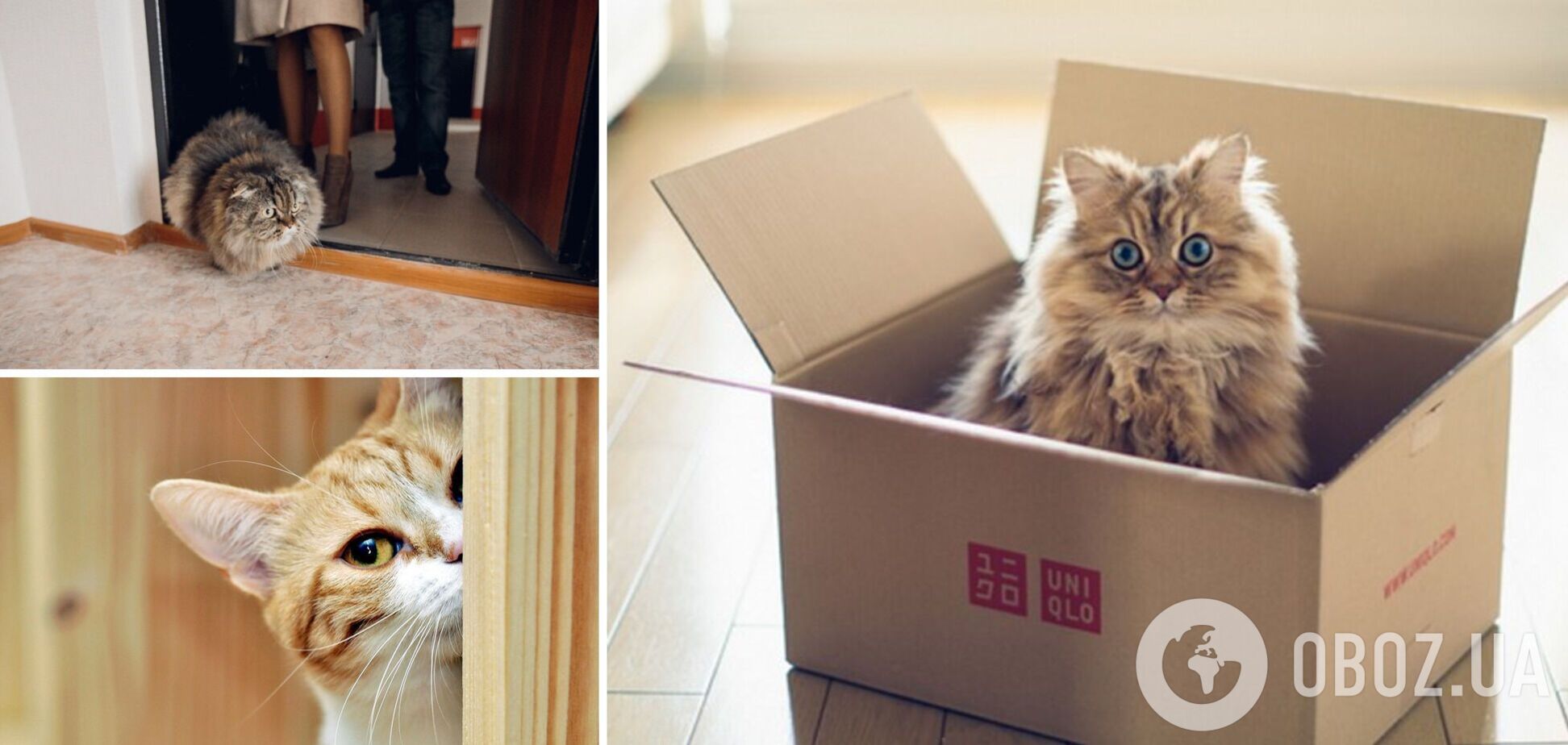 Чому кішку першою пускають у новий будинок: є кілька пояснень