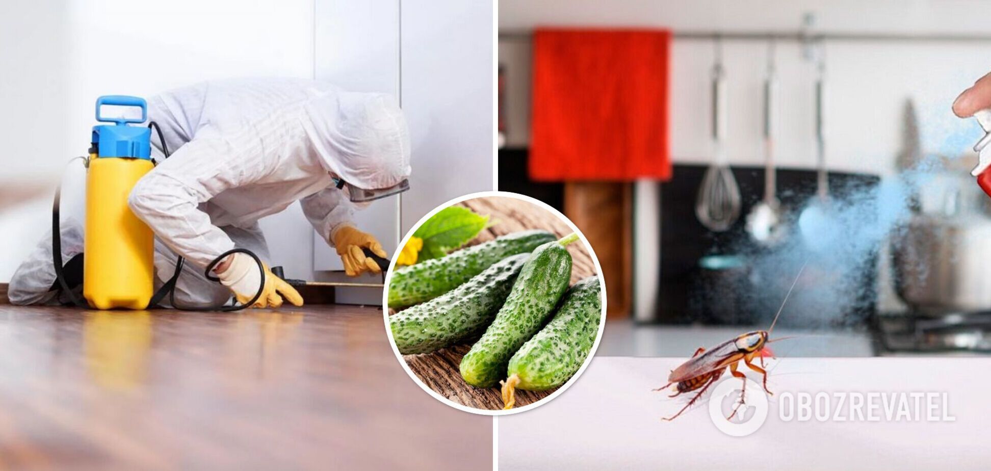Как прогнать тараканов одним продуктом из холодильника: что лучше всего отпугивает насекомых