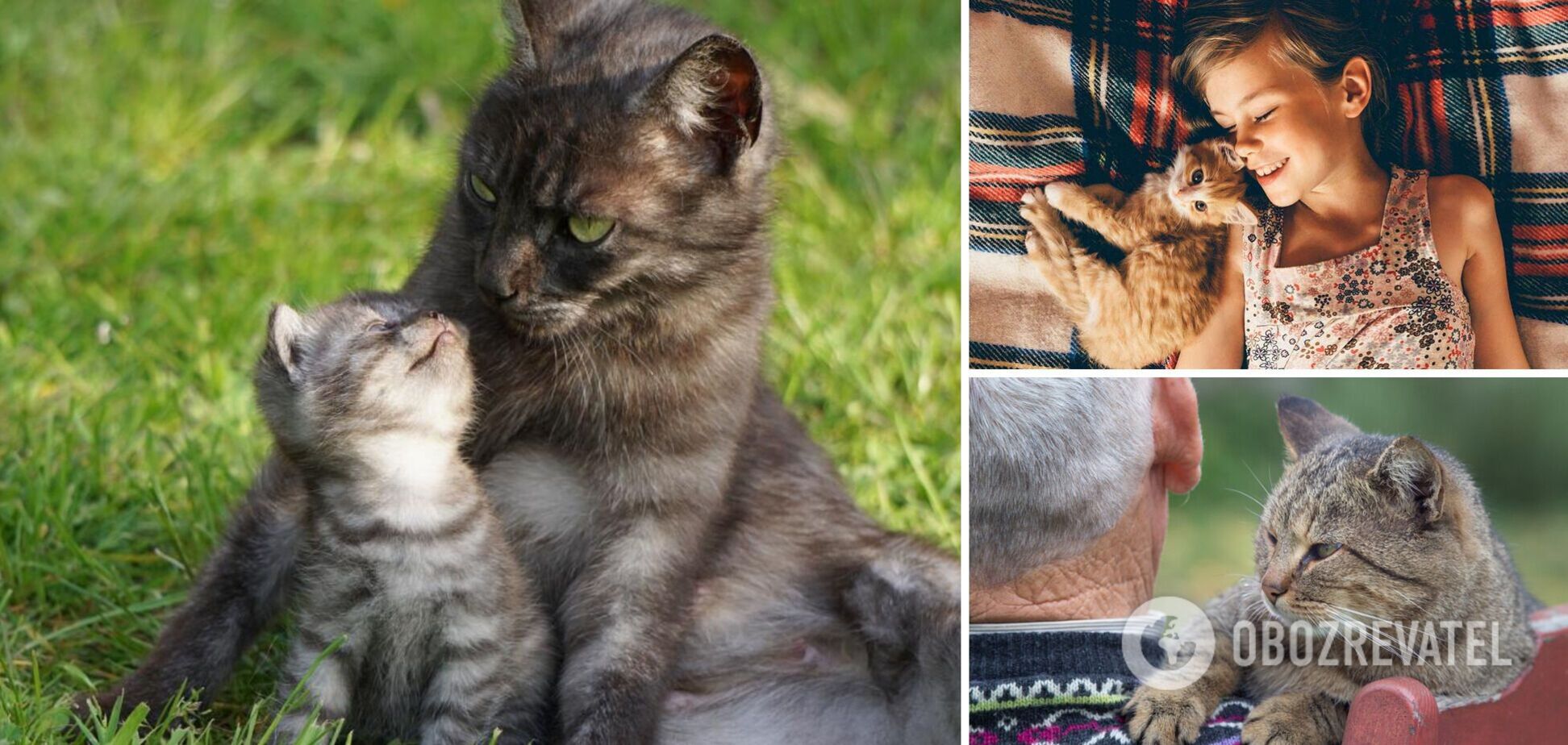 Как определить 'человеческий' возраст вашего кота: таблица