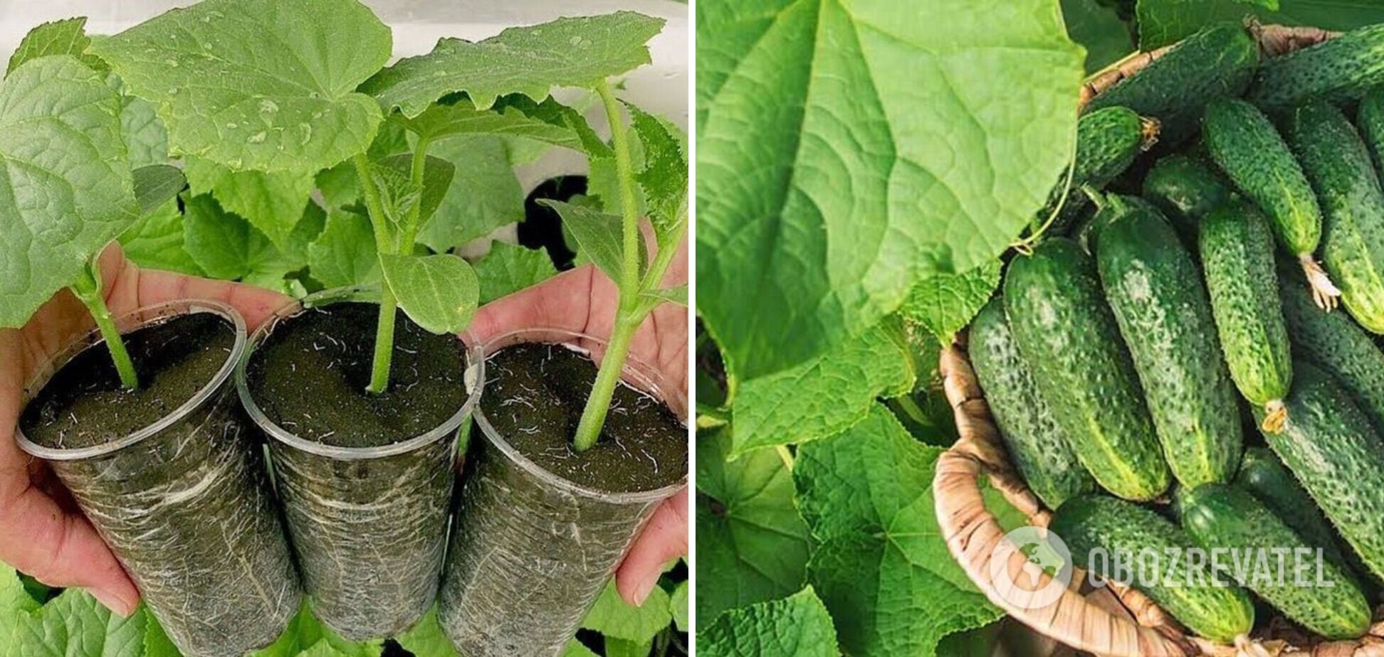 Коли сіють огірки на розсаду: правила, які допоможуть збільшити урожай