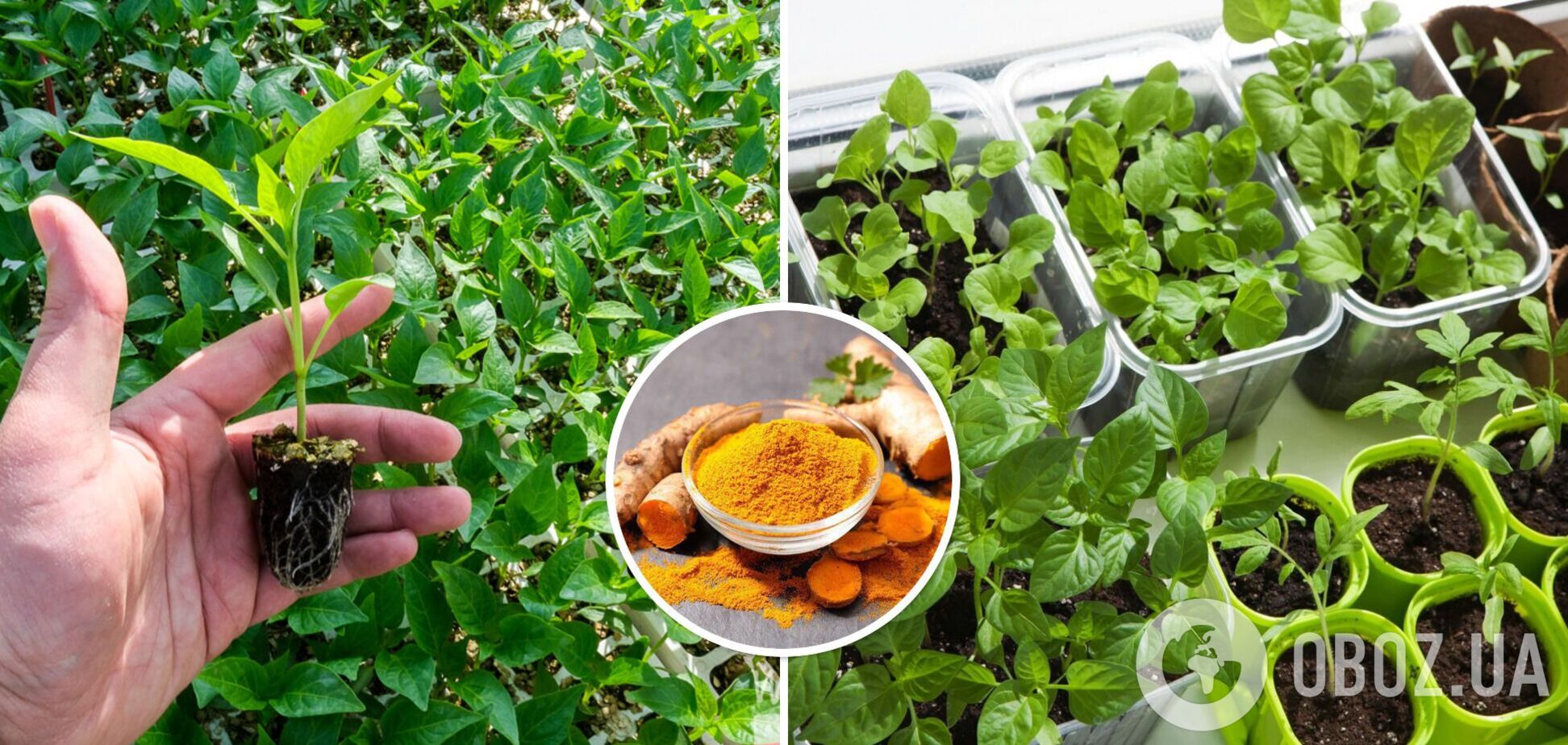 Популярна спеція покращить ріст розсади: як зробити добриво