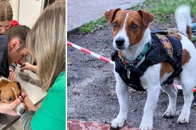 Пес Патрон оказался в больнице из-за своей работы: вдыхает вещества, которые могут причинить вред. Фото