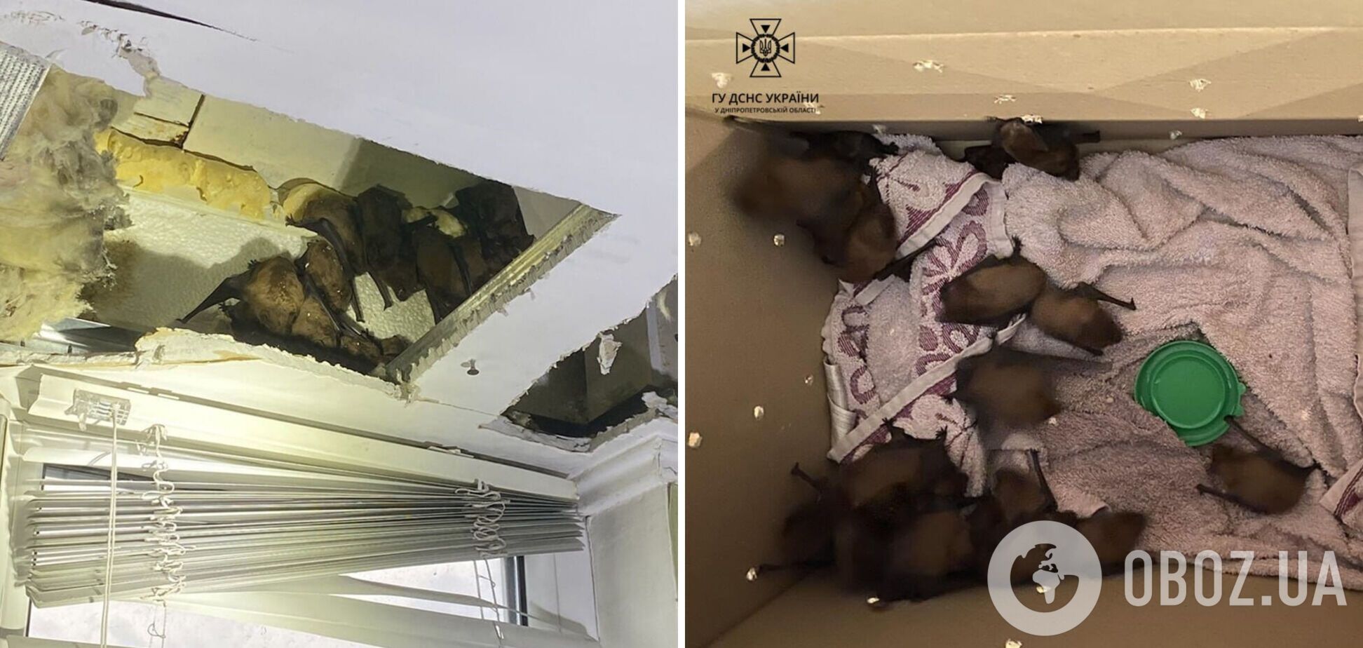 В Днепре на балконе квартиры поселилось 140 летучих мышей: владельцу жилья пришлось вызвать спасателей. Фото