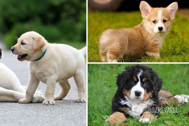 Имена для мальчика