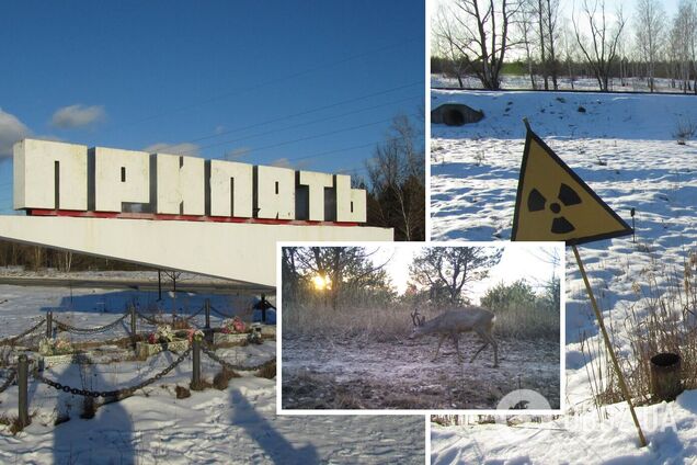 В Зоне продолжали работать фотоловушки