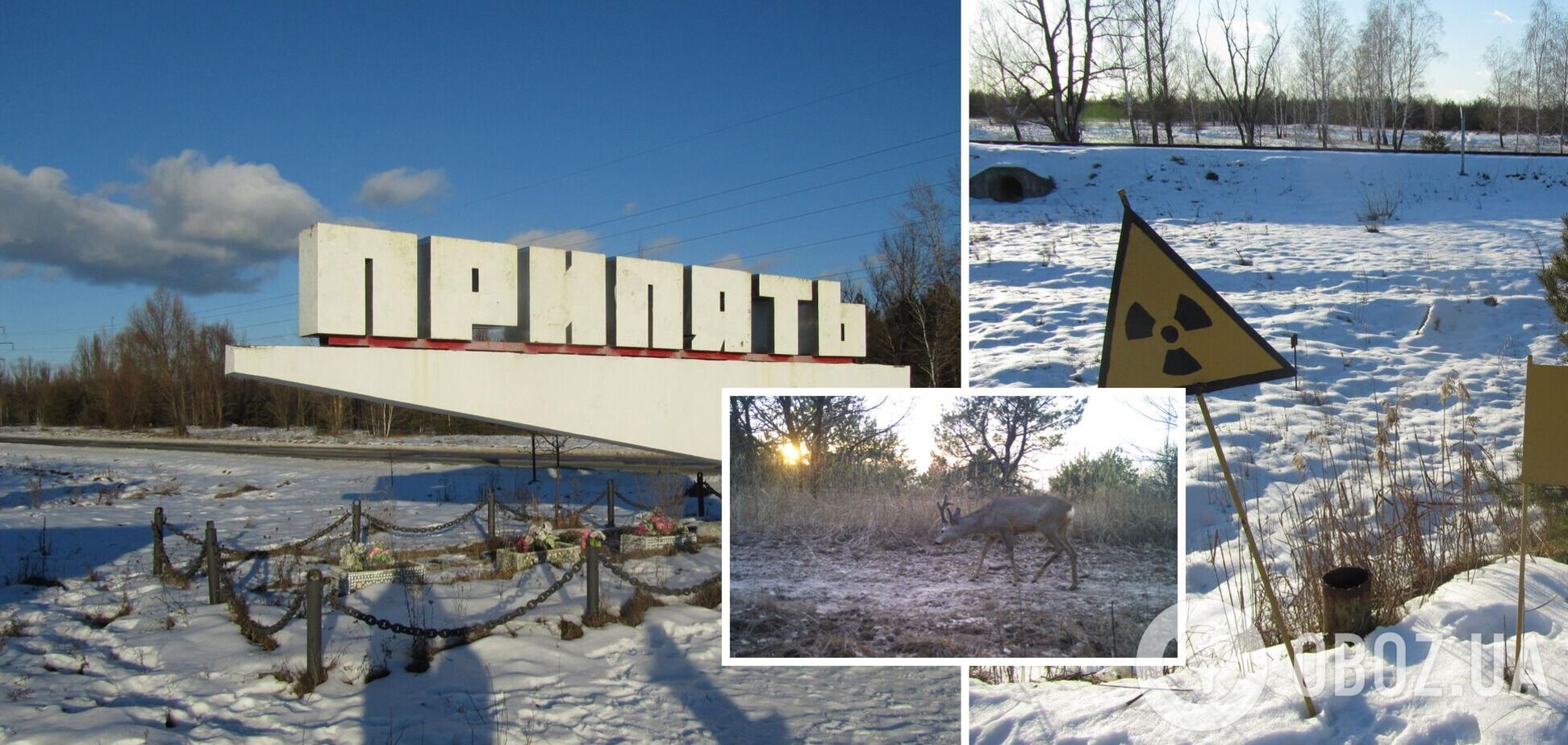 В Зоне продолжали работать фотоловушки