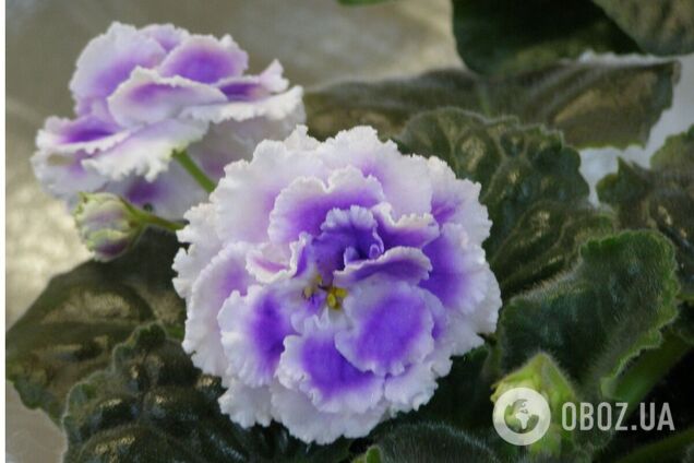 Фестиваль продлится с 3 по 5 марта включительно