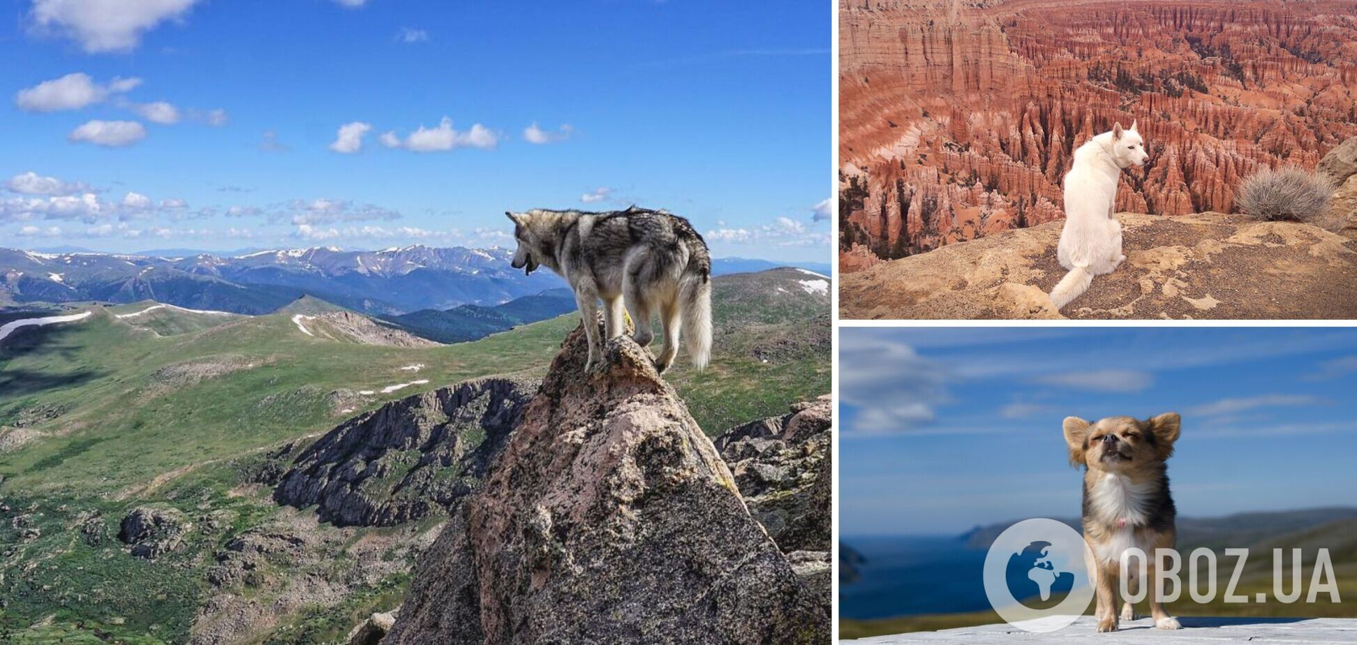 Чи виживуть собаки у світі без людей: вчені дійшли неочікуваного висновку