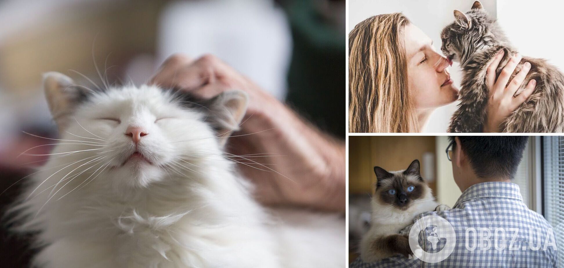 Правда ли, что кошки забирают болезни хозяина: какие породы наиболее чувствительны