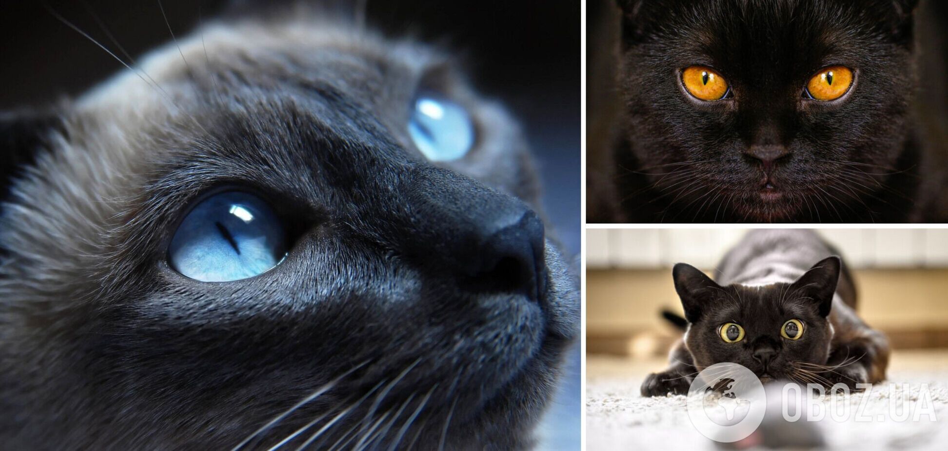 Как видят мир кошки: особенности зрения животных, о которых вы не догадывались