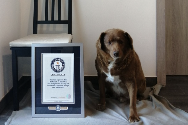 Извини, Спайк: самой старой собакой в мире признан 30-летний Боби из Португалии. Фото