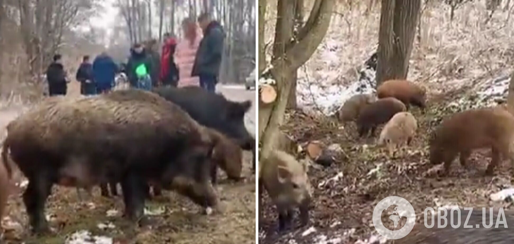 На Черкащині дикі кабани вийшли поласувати біля дороги і зібрали натовп глядачів. Відео