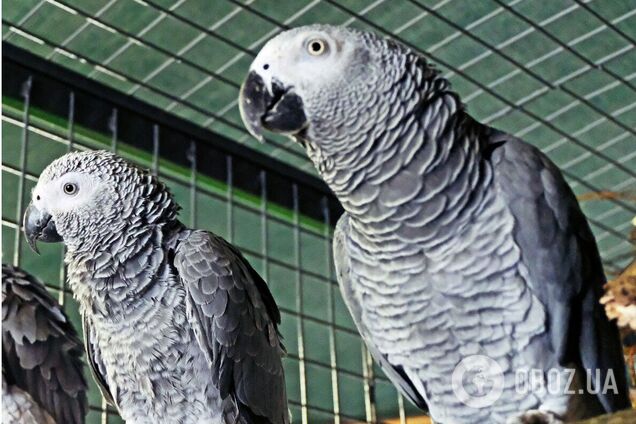 Птахів привезли до зоопарку працівники поліції