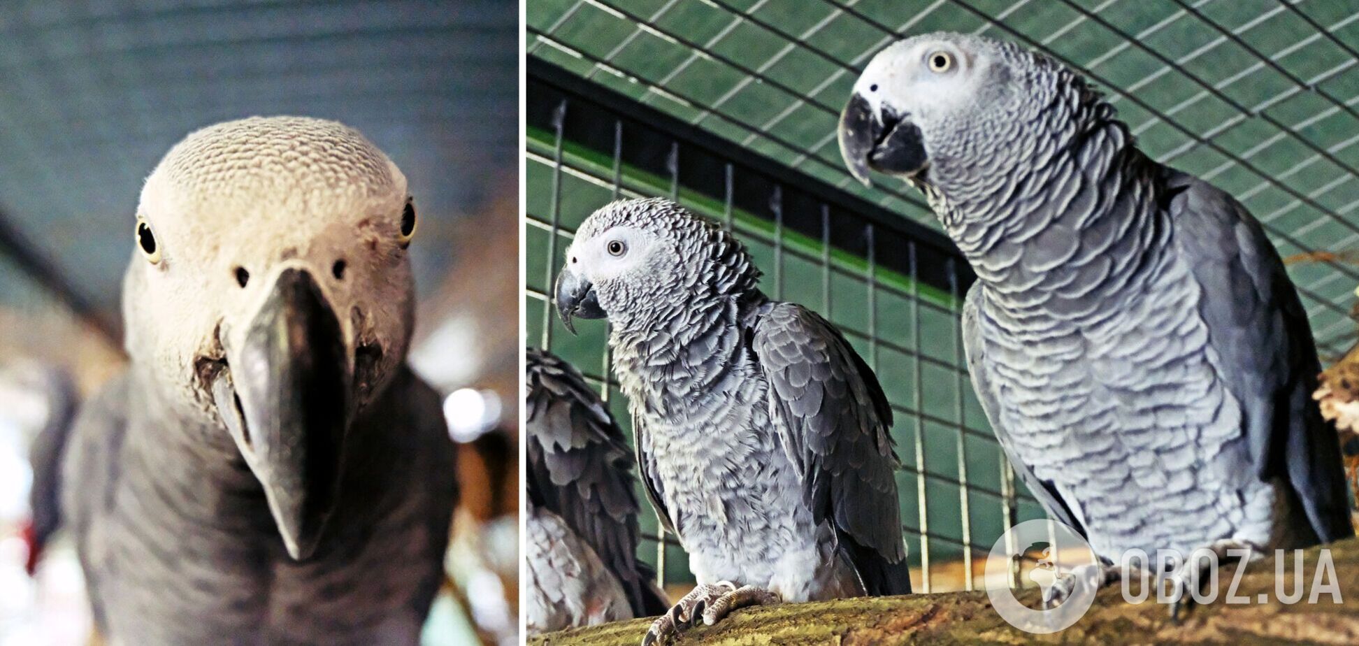 Птахів привезли до зоопарку працівники поліції