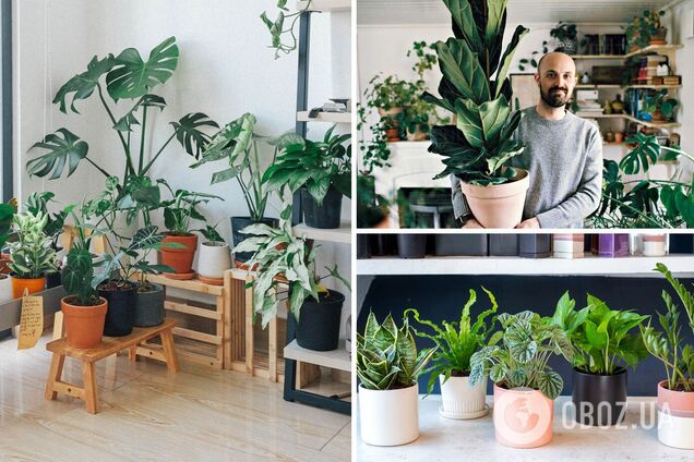 Какие комнатные растения принесут наибольшую пользу для здоровья: список