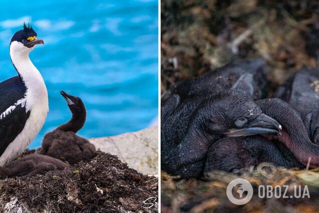 Украинские полярники показали, какие еще птицы растут рядом с пингвинами: впечатляющие кадры
