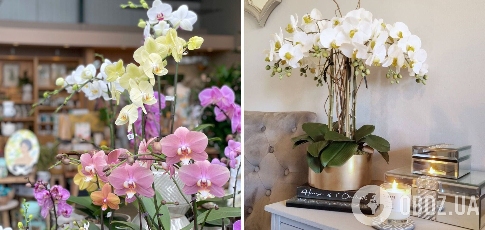 В какой комнате нельзя ставить орхидею: особую угрозу несет для мужчин