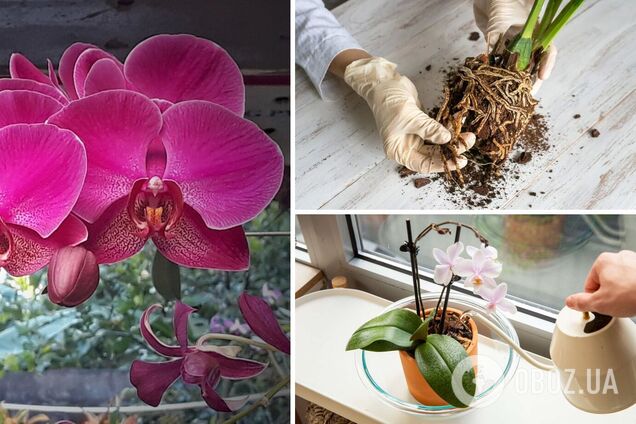Нашумілий засіб може вбити орхідею: чим категорично не можна 'рятувати' квітку