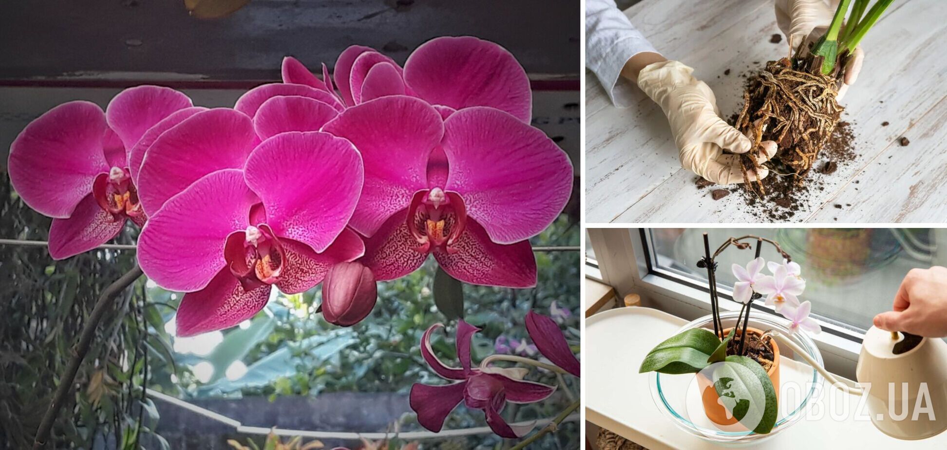 Нашумілий засіб може вбити орхідею: чим категорично не можна 'рятувати' квітку