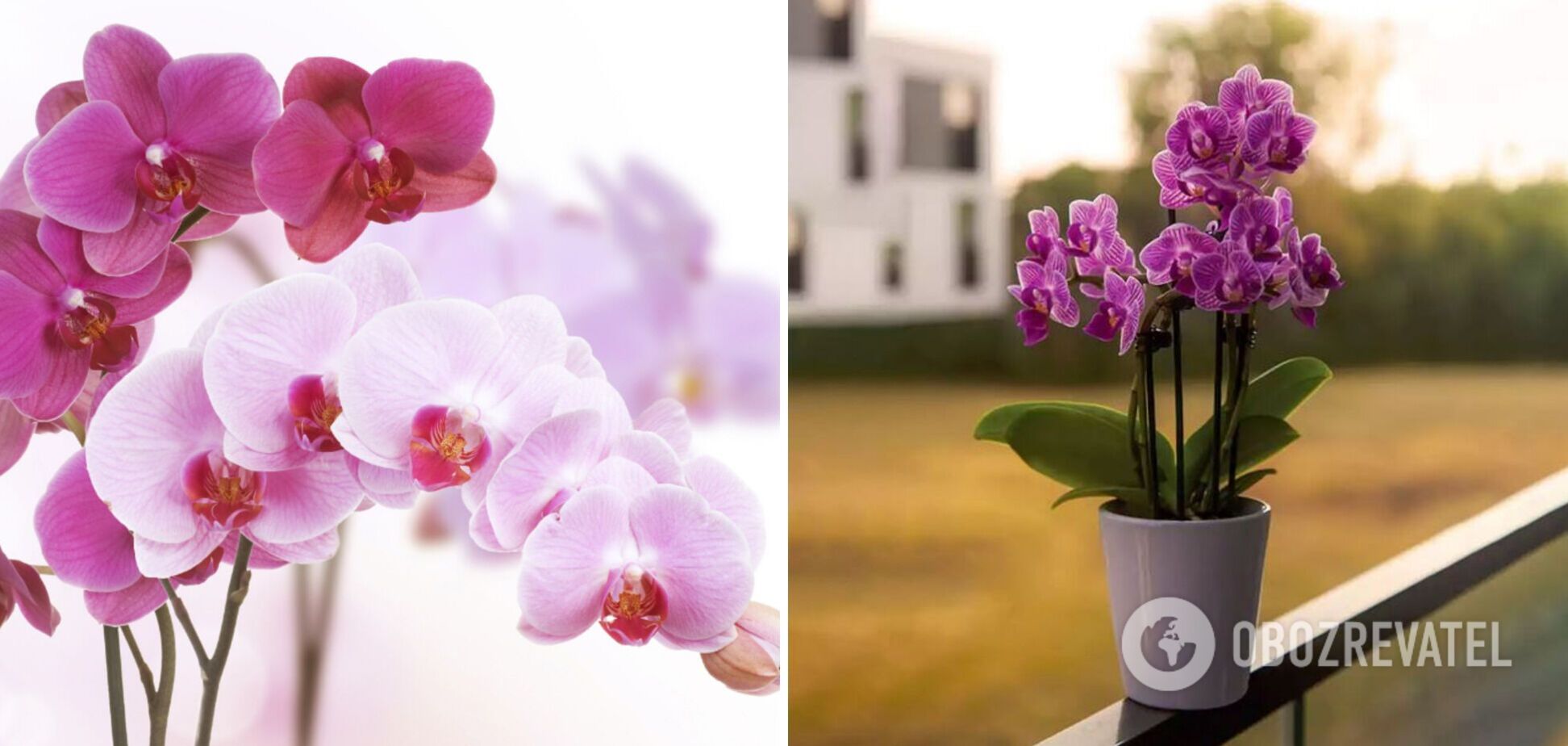 Як визначити вік орхідеї вдома і в магазині: простий спосіб