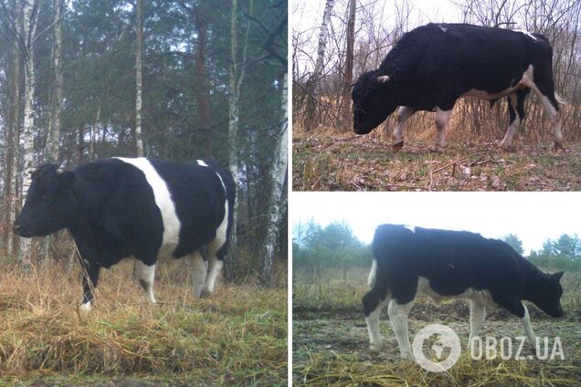 При приближении людей или авто стадо убегает в кустарники