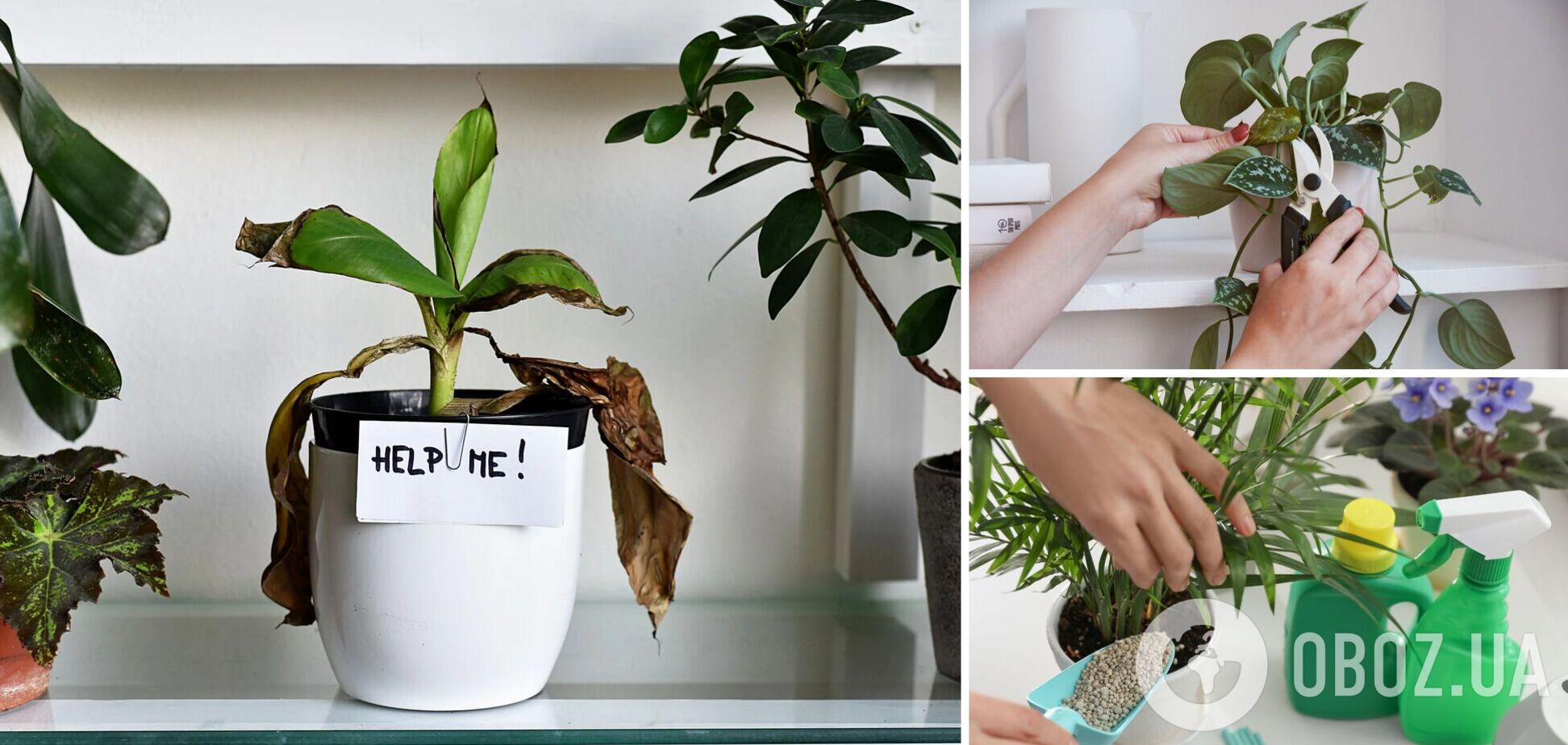 Як врятувати зів’ялі кімнатні квіти: допоможуть прості добрива
