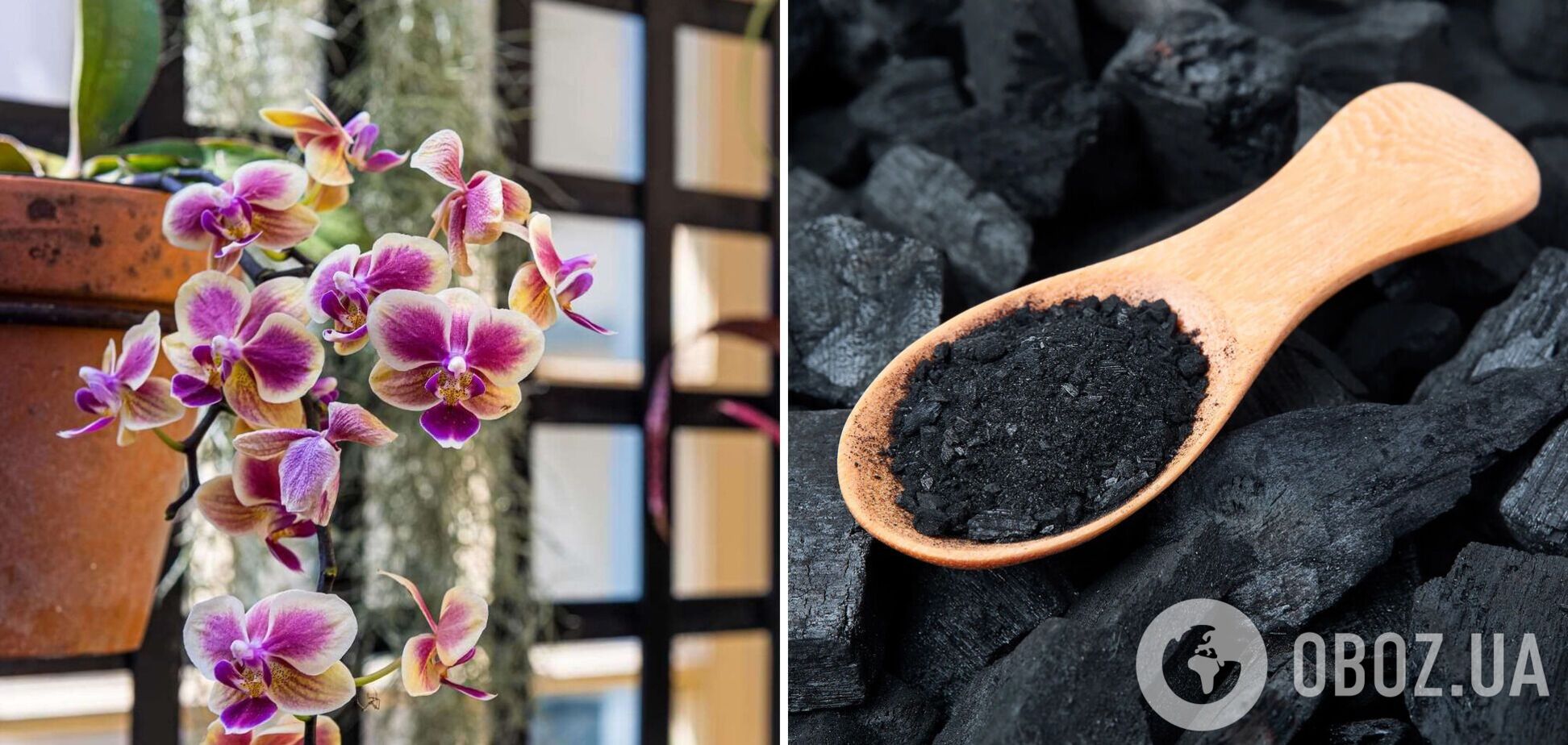 Орхідея цвістиме як скажена: чим полити квітку для кращого результату