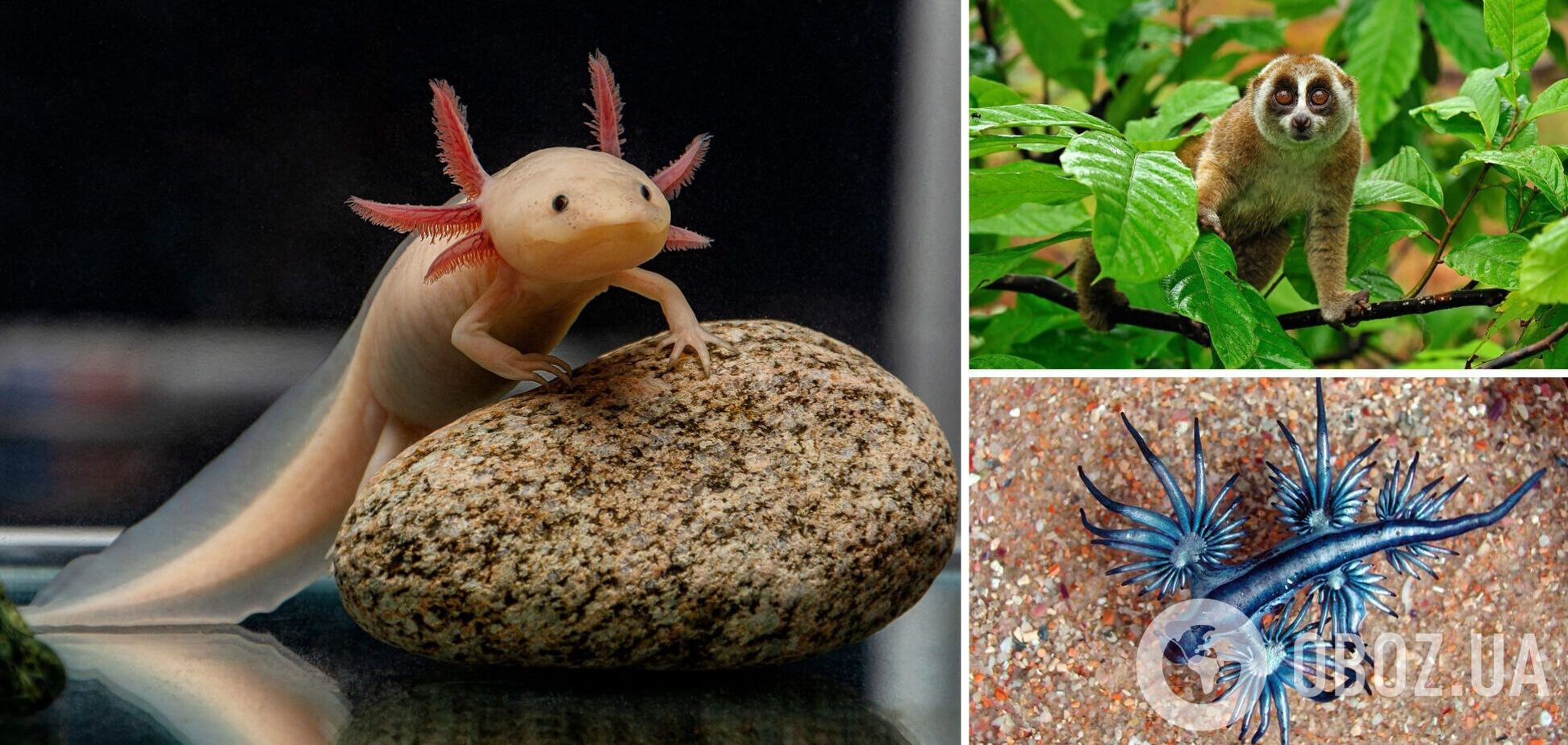 Здаються вигаданими: 7 найдивовижніших тварин на Землі. Фото