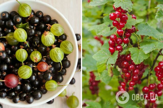 Смородина будет гигантской: чем подлить кусты ранней весной для лучшего урожая