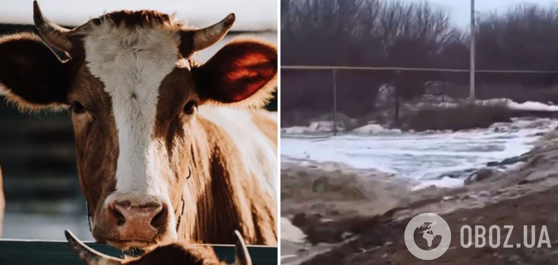 В России село затопило фекалиями, местные жители жалуются на запах. Видео