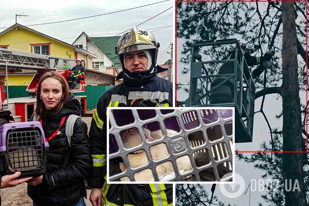 Рятувальники зняли тварину з дерева